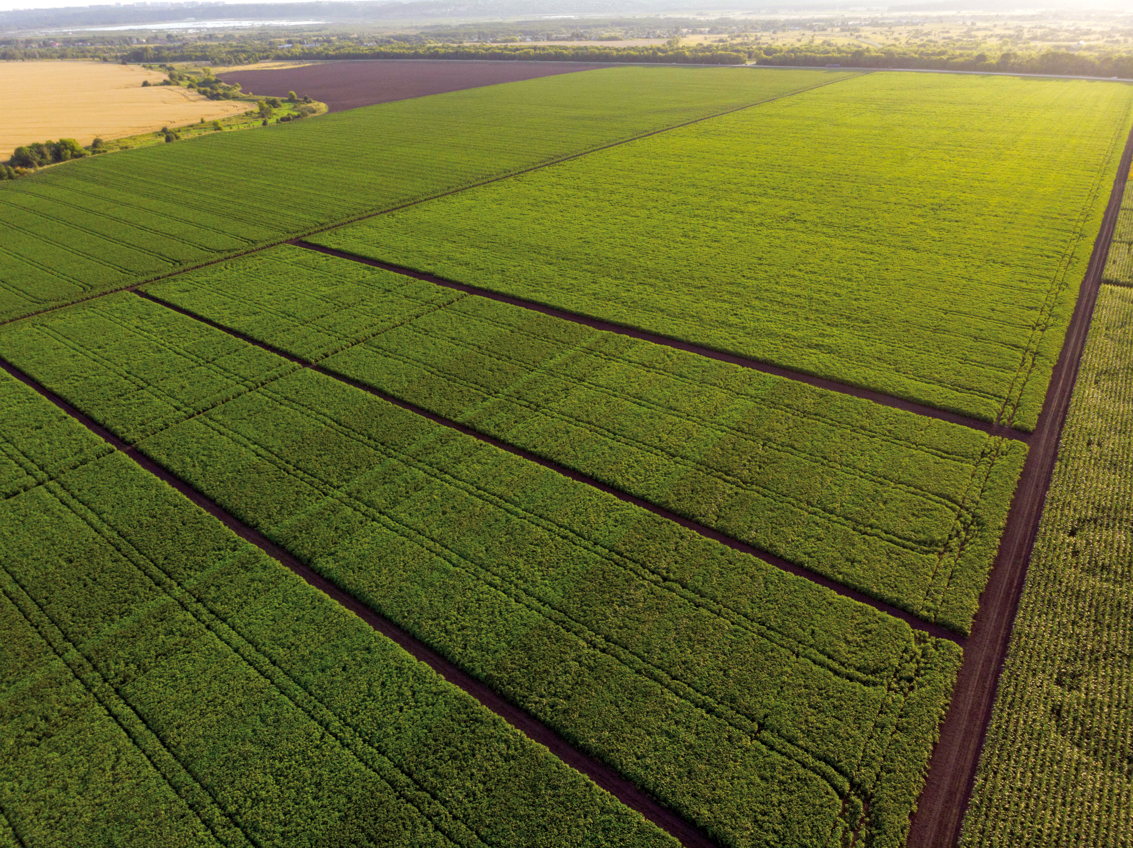 03_03_21_Опытные делянки_Фото.jpg